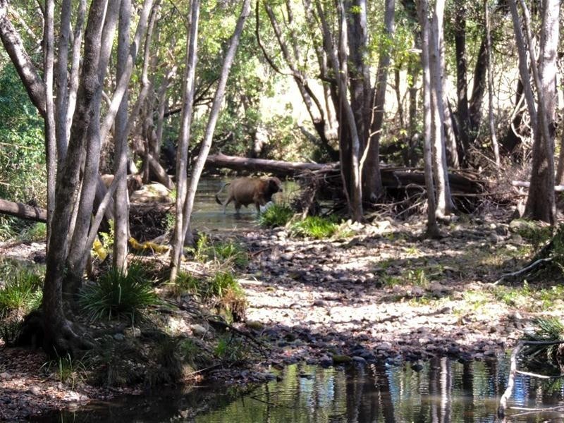 48 Doon Doon Road, Kunghur NSW 2484