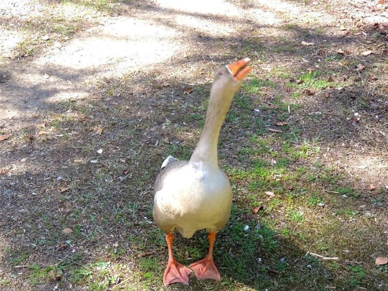 48 Doon Doon Road, Kunghur NSW 2484