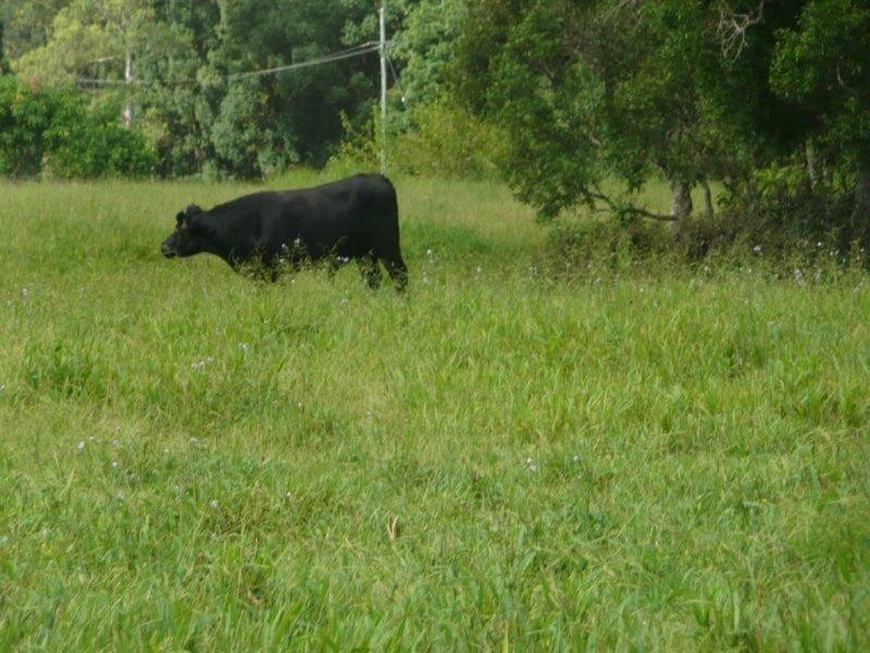 116 Crabbes Creek Road, Crabbes Creek NSW 2483