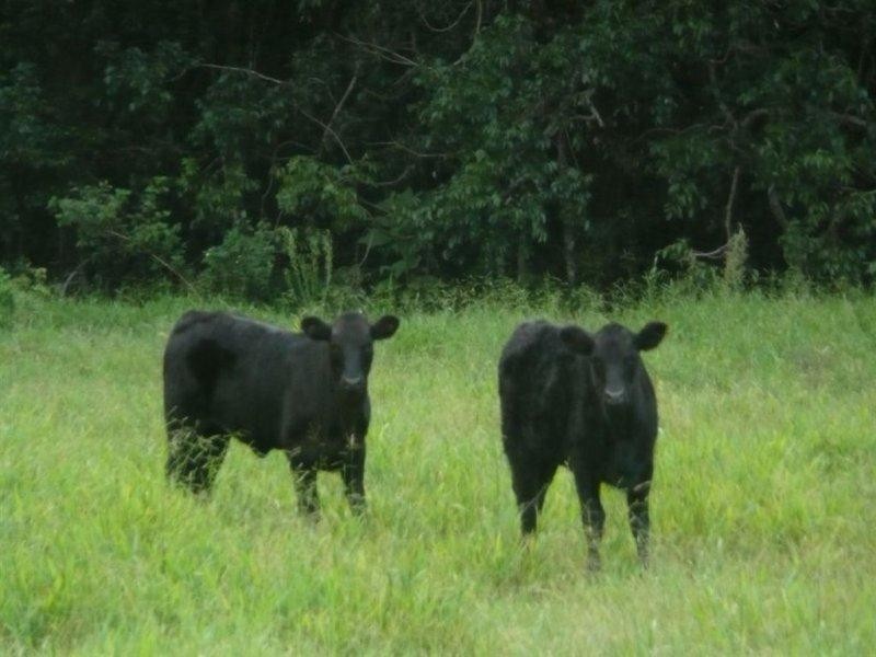 116 Crabbes Creek Road, Crabbes Creek NSW 2483