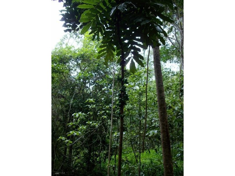 135 Mt Warning Road, Mount Warning NSW 2484