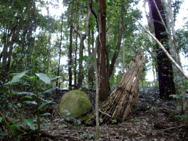 135 Mt Warning Road, Mount Warning NSW 2484