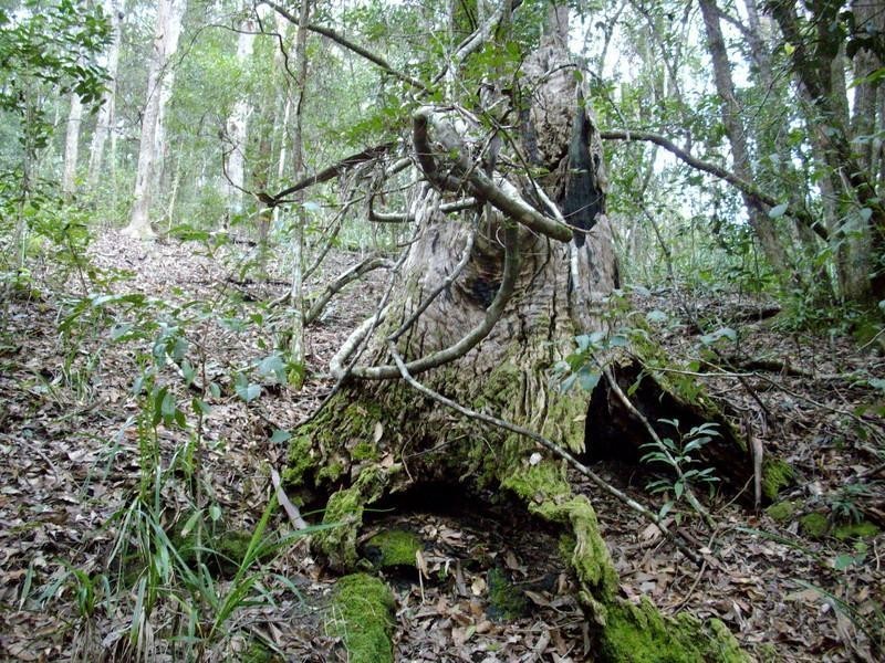 135 Mt Warning Road, Mount Warning NSW 2484