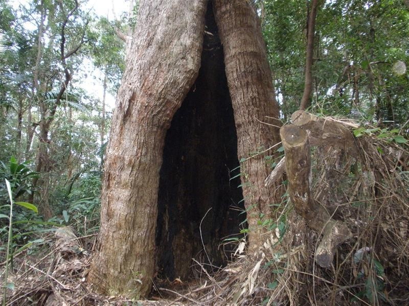 316 Dungay Creek  Road, Dungay NSW 2484