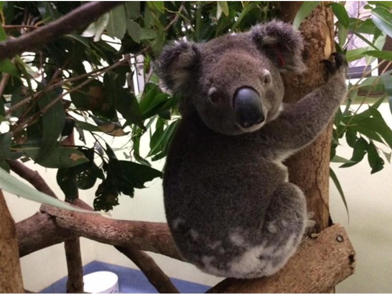 315 Sargents Road, Homeleigh NSW 2474