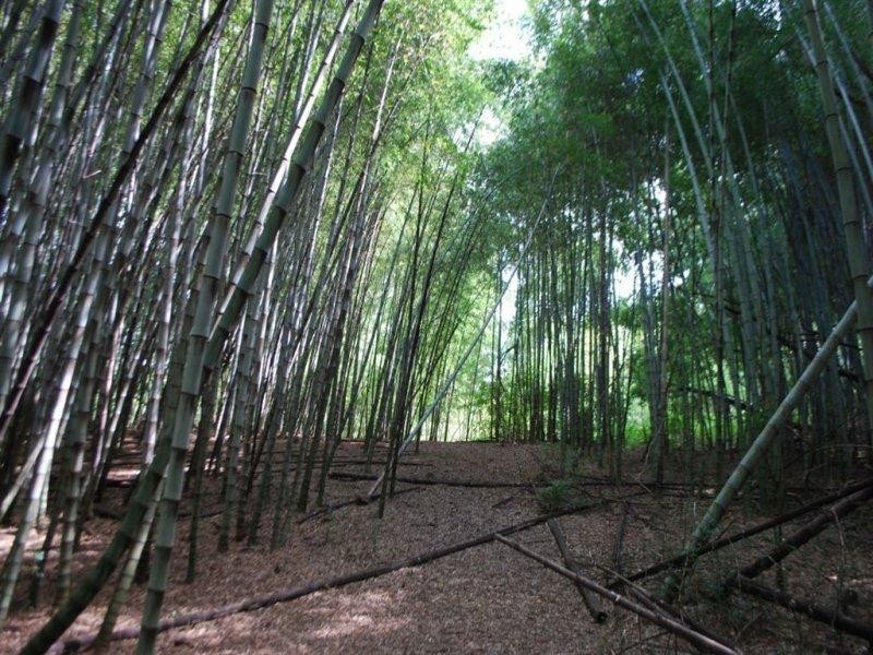 10 Robb Road, Blue Knob NSW 2480