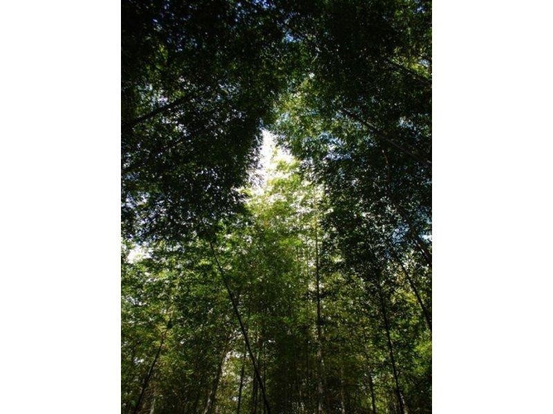 10 Robb Road, Blue Knob NSW 2480