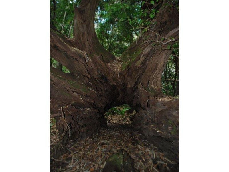 10 Robb Road, Blue Knob NSW 2480