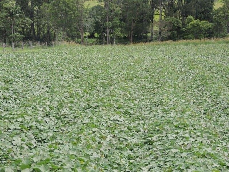 54 Starlight Way, Pumpenbil NSW 2484