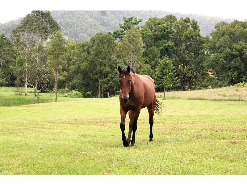 44 Birrigan Close, Nobbys Creek NSW 2484