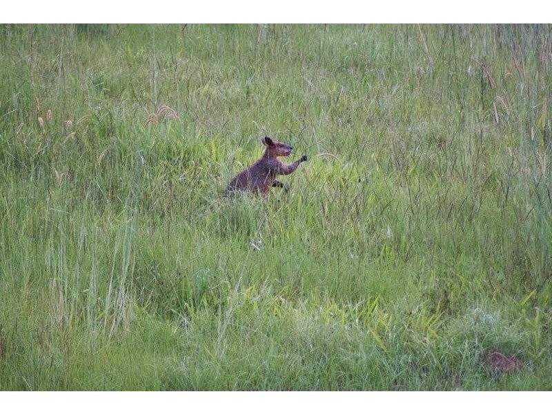 44 Birrigan Close, Nobbys Creek NSW 2484