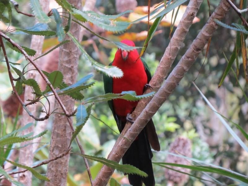 1985 Numinbah Road, Chillingham NSW 2484