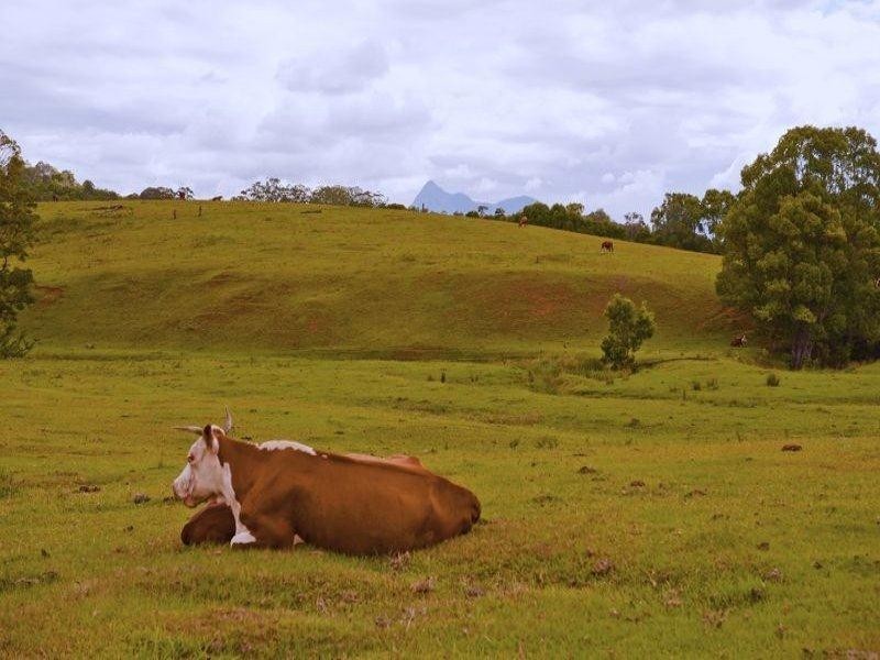 491 Nobbys Creek Road, Nobbys Creek NSW 2484