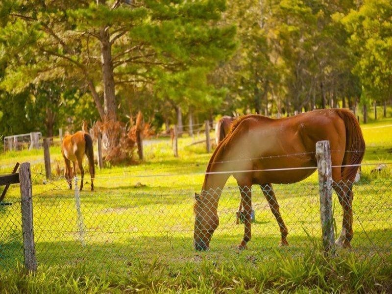 491 Nobbys Creek Road, Nobbys Creek NSW 2484