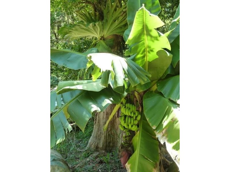 1283 Byrrill Creek Road, Brays Creek NSW 2484