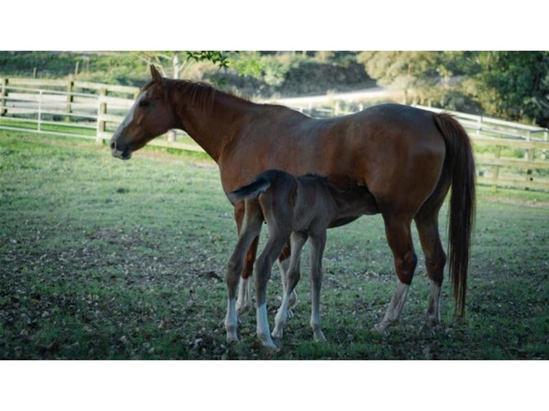 937 Smiths Creek Road, Stokers Siding NSW 2484