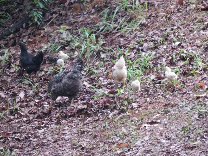 150 Braeside Drive, Uki NSW 2484