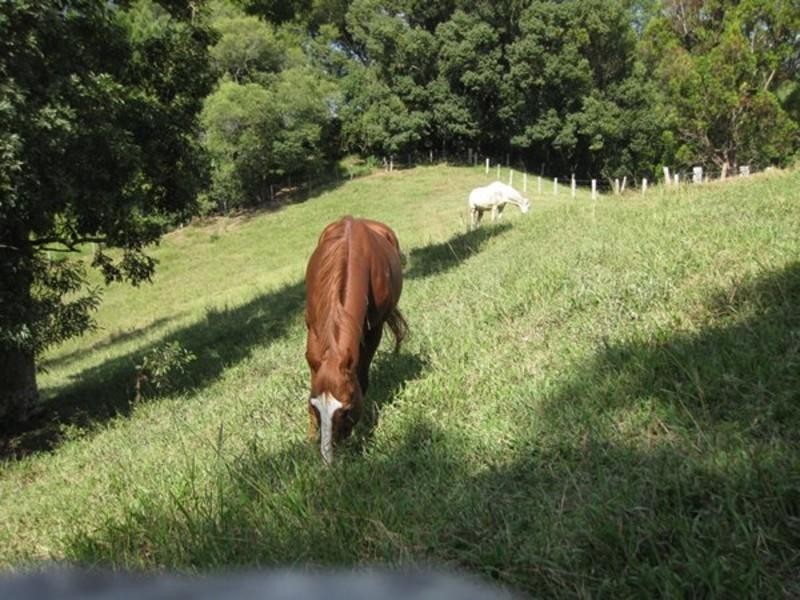 309 Chilcotts Road, Chillingham NSW 2484