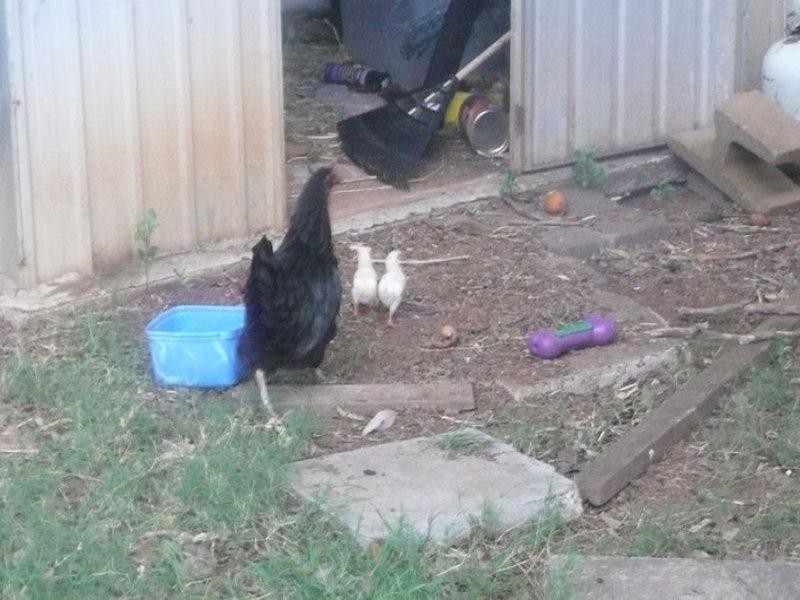 2 Blackwoods Road, Nobbys Creek NSW 2484