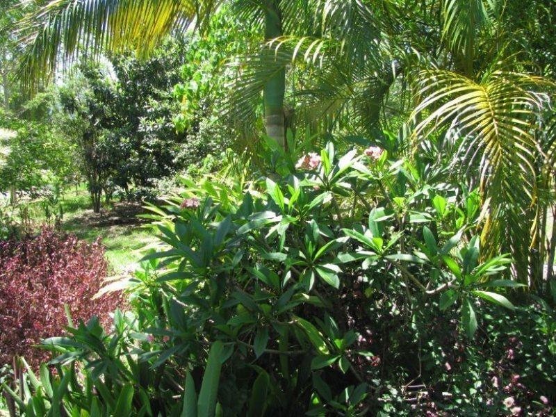 1 Neem Way, Nimbin NSW 2480