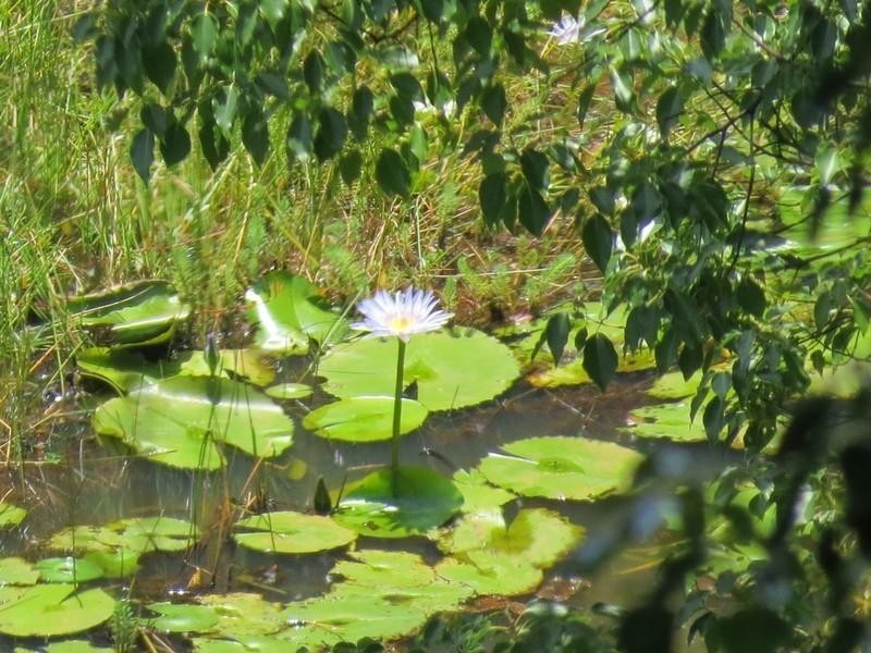 63 Malabar Avenue, Uki NSW 2484