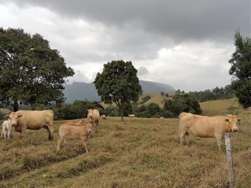 20 O’Briens Road, Mount Burrell NSW 2484