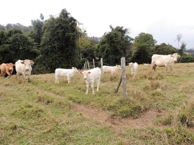 20 O’Briens Road, Mount Burrell NSW 2484