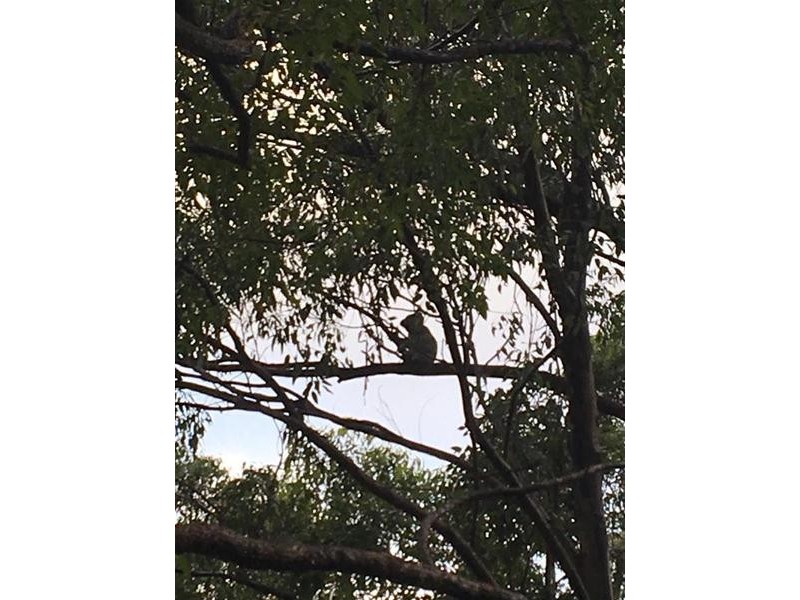 36 Sargents Road, Homeleigh NSW 2474