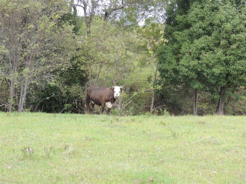 511 Doon Doon Road, Doon Doon NSW 2484