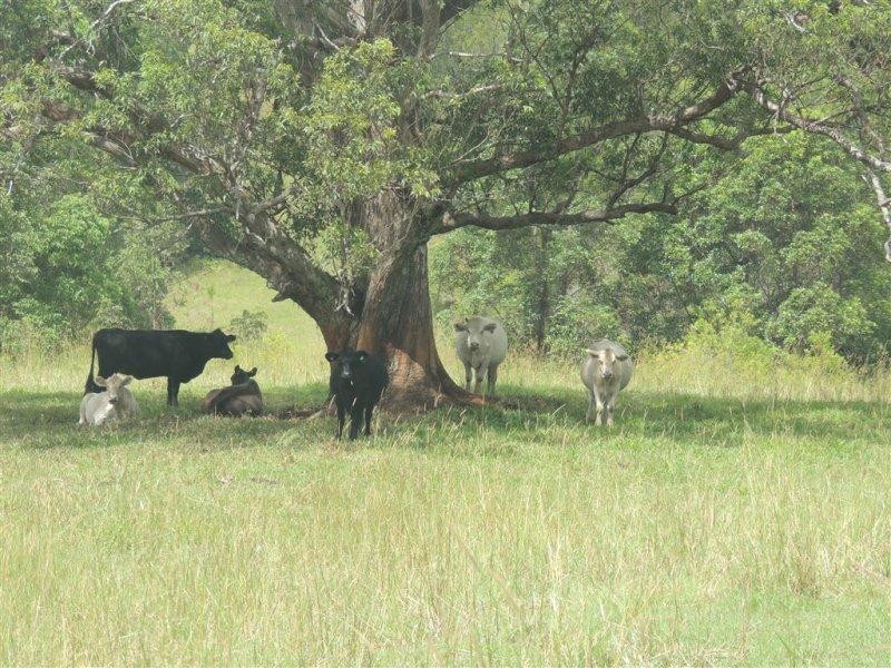 511 Doon Doon Road, Doon Doon NSW 2484