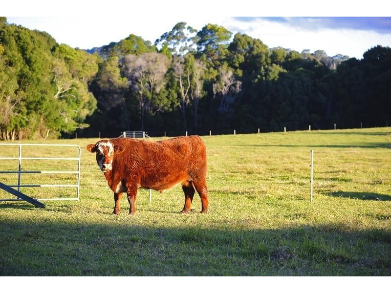 66 Yarrabee Terrace, Stokers Siding NSW 2484