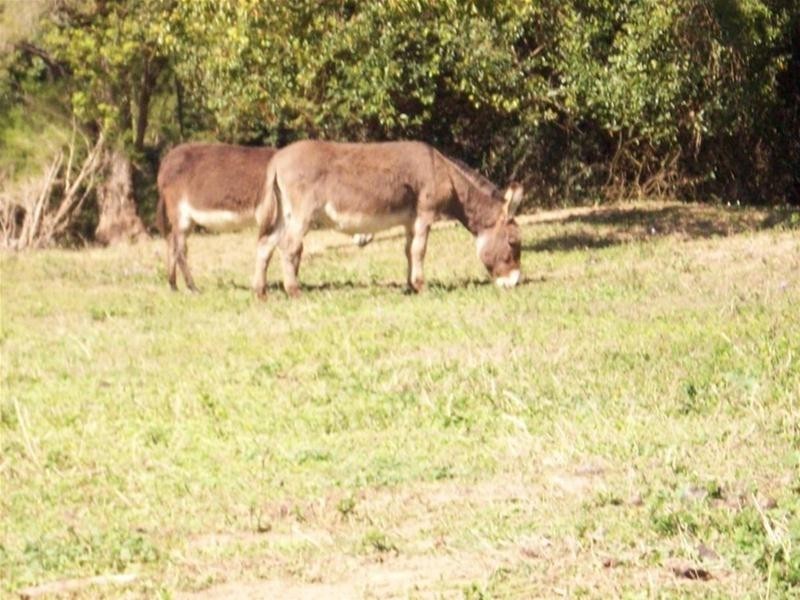 1004 Numinbah Road, Crystal Creek NSW 2484