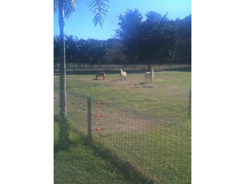 1004 Numinbah Road, Crystal Creek NSW 2484