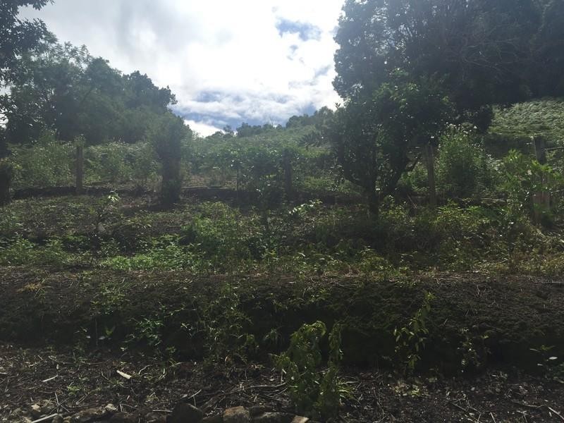 1412 Numinbah Road, Chillingham NSW 2484