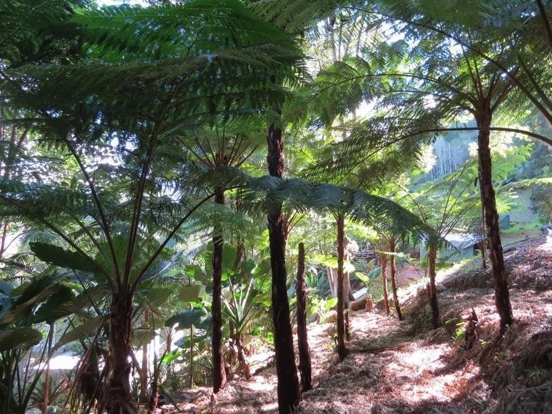 153 Braeside Drive, Uki NSW 2484