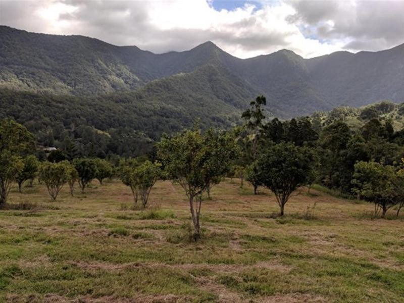 372 Limpinwood Valley Road, Limpinwood NSW 2484