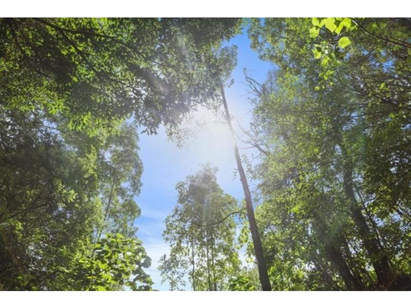 372 Limpinwood Valley Road, Limpinwood NSW 2484