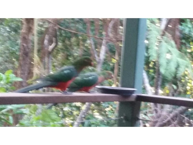 29 Garden of Eden Road, Tomewin NSW 2484