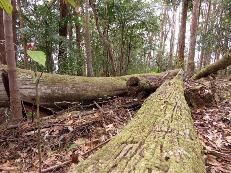 29 Garden of Eden Road, Tomewin NSW 2484