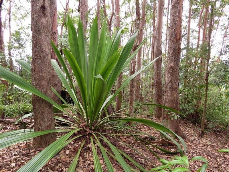 29 Garden of Eden Road, Tomewin NSW 2484