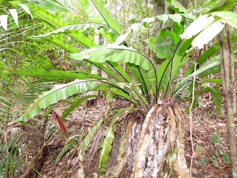 29 Garden of Eden Road, Tomewin NSW 2484