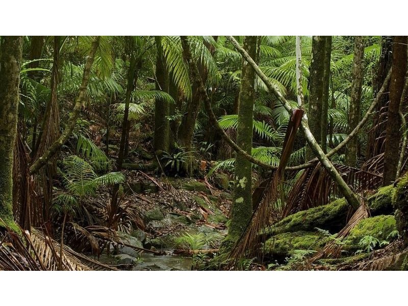 1355 Tyalgum Road, Tyalgum NSW 2484