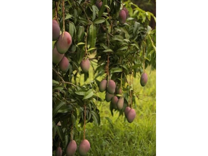 1355 Tyalgum Road, Tyalgum NSW 2484