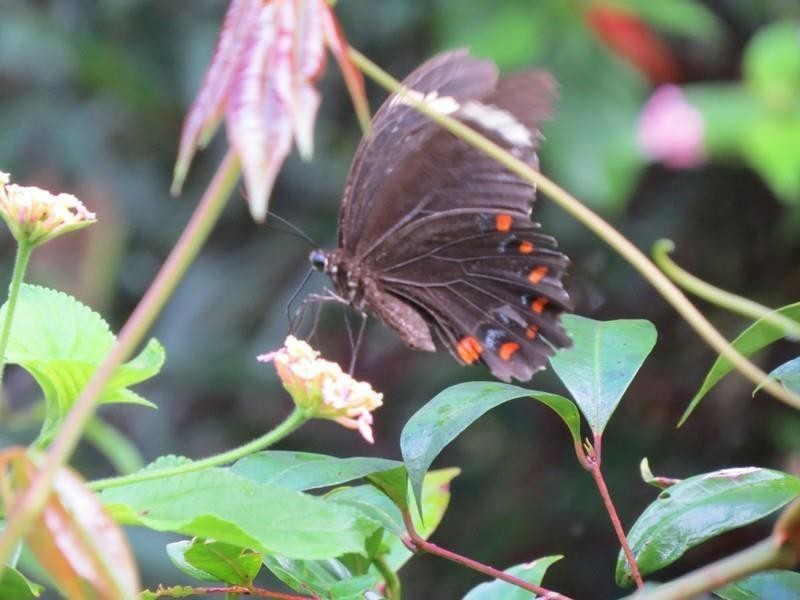 1355 Tyalgum Road, Tyalgum NSW 2484