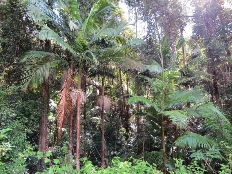 1355 Tyalgum Road, Tyalgum NSW 2484