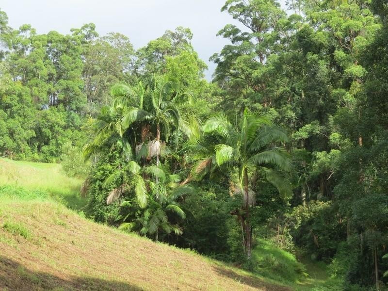 1355 Tyalgum Road, Tyalgum NSW 2484