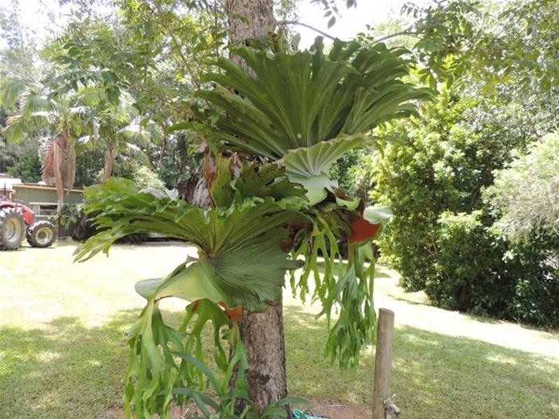 13 Pigeonberry Road, Nobbys Creek NSW 2484