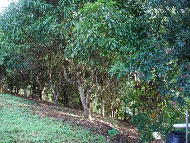 25 Kirbys Road, Limpinwood NSW 2484