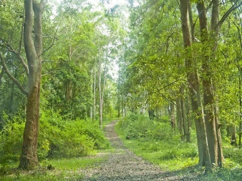 3931 Kyogle Road, Lillian Rock NSW 2480