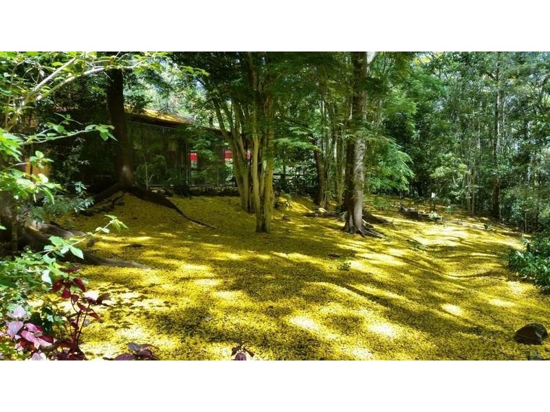 587 Nobbys Creek Road, Nobbys Creek NSW 2484